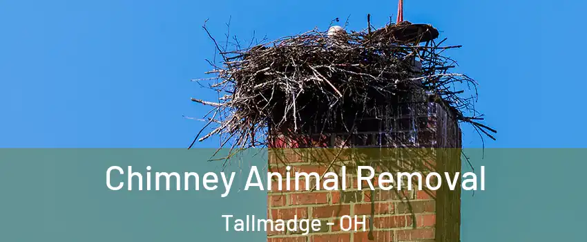 Chimney Animal Removal Tallmadge - OH